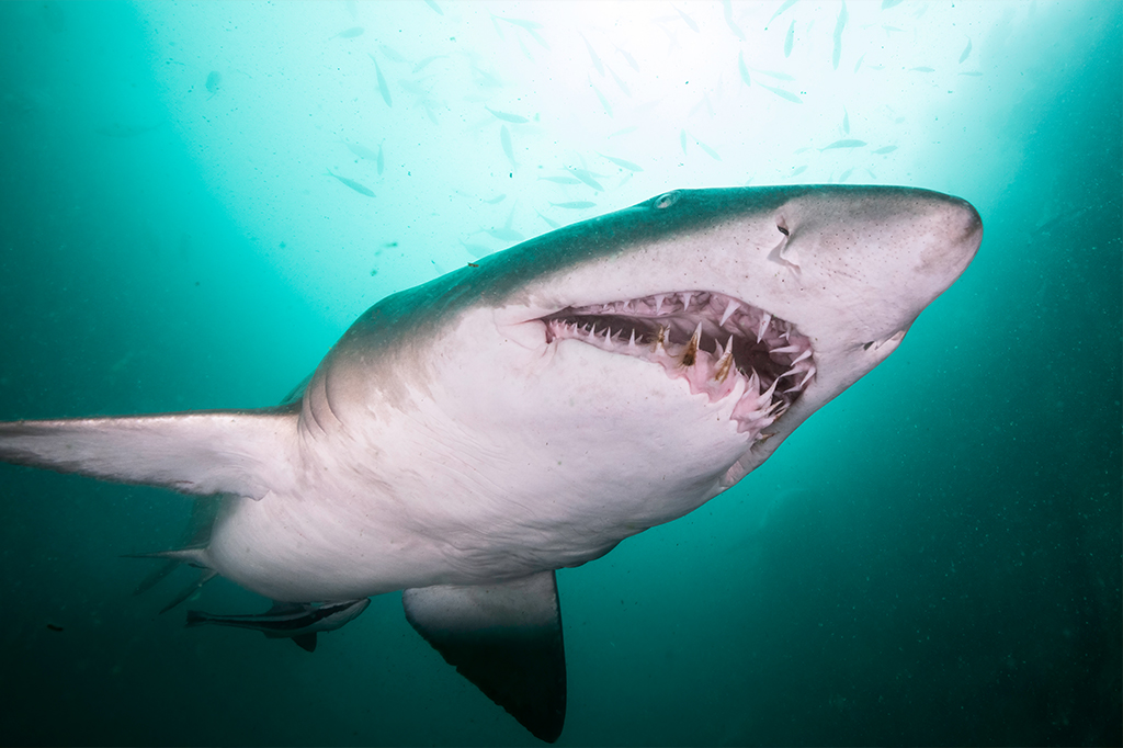 Método polêmico promete acabar com ataques de tubarão