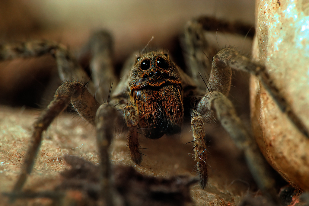 Aranhas-lobo fazem “shows” complexos para impressionar fêmeas