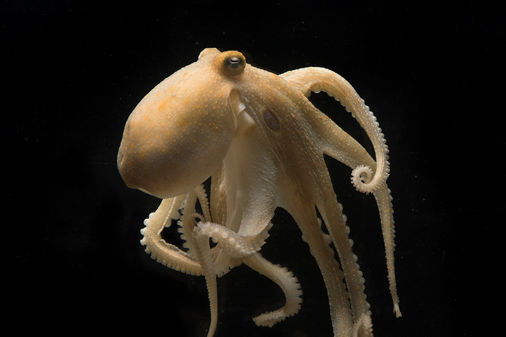 Por que os polvos fêmeas se matam após darem à luz? Este estudo oferece pistas