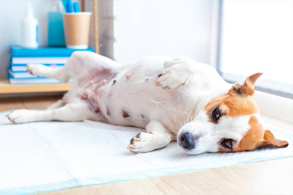 Cães enjoam quando engravidam?