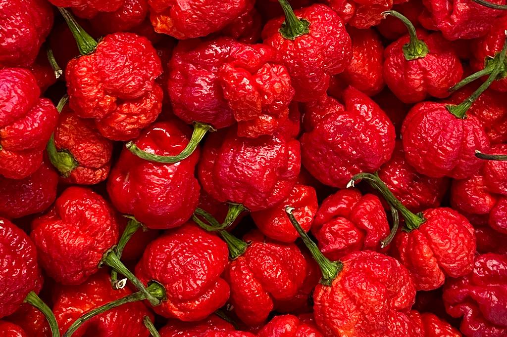 Qual é a pimenta mais forte do mundo?