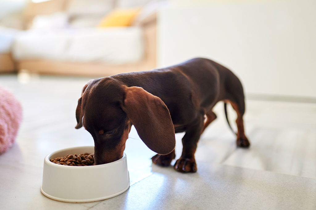 Comer só uma vez ao dia pode melhorar o envelhecimento dos cachorros