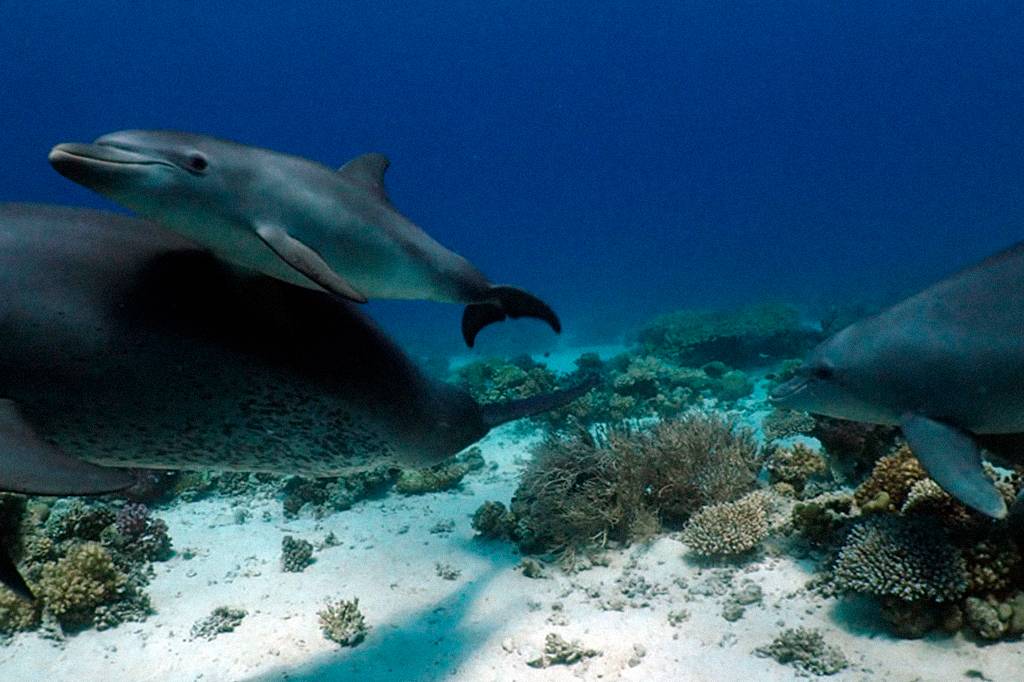 Golfinhos se esfregam em corais para cuidar da pele, indica estudo