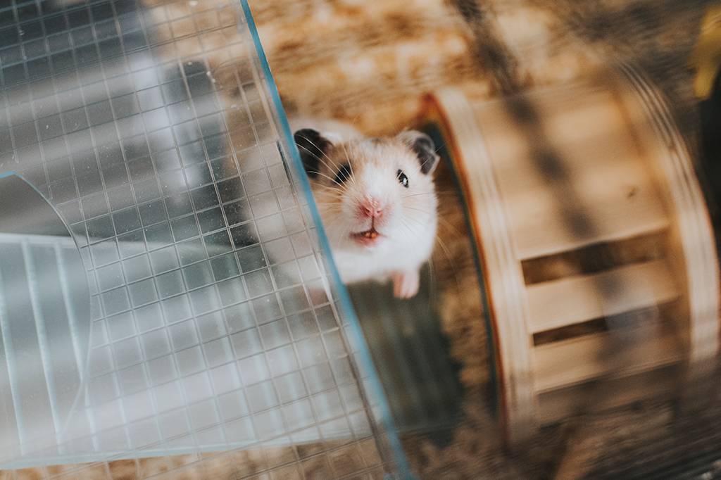 Edição genética pode alterar o comportamento de hamsters