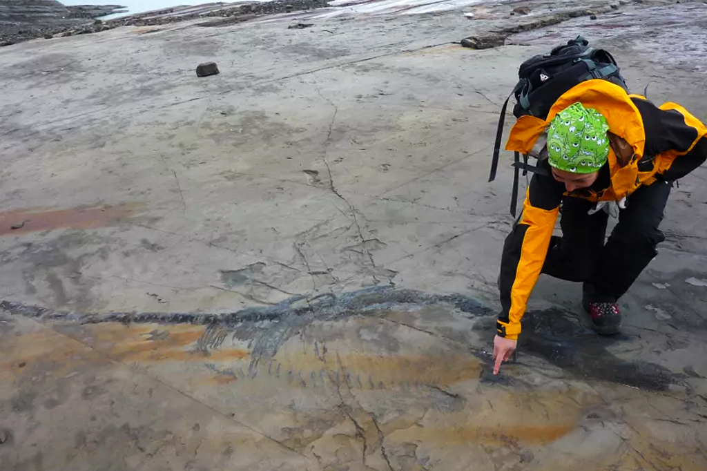 Paleontólogos encontram fóssil de ictiossauro grávida na Patagônia
