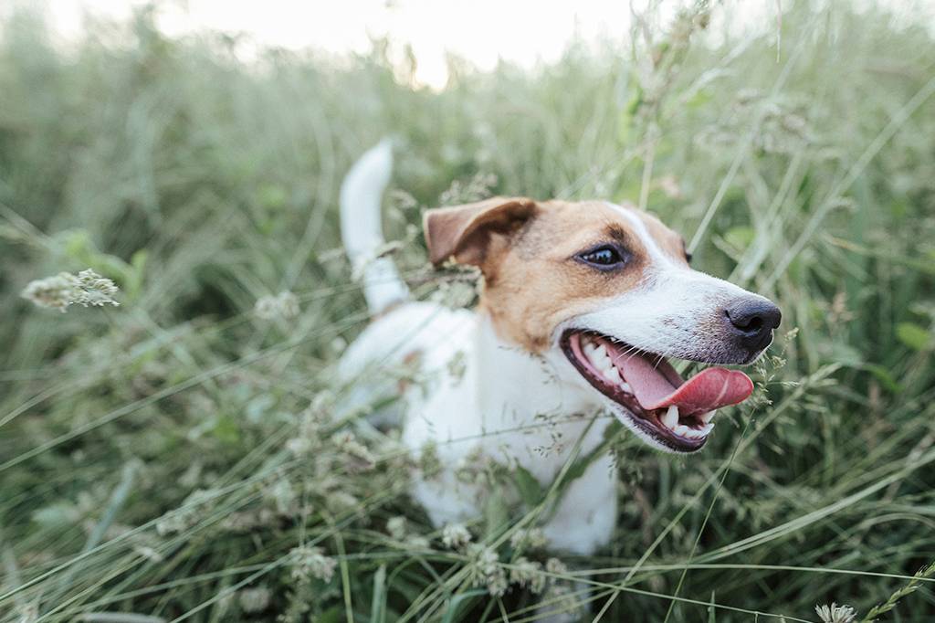 Qual raça de cachorro vive por mais tempo?
