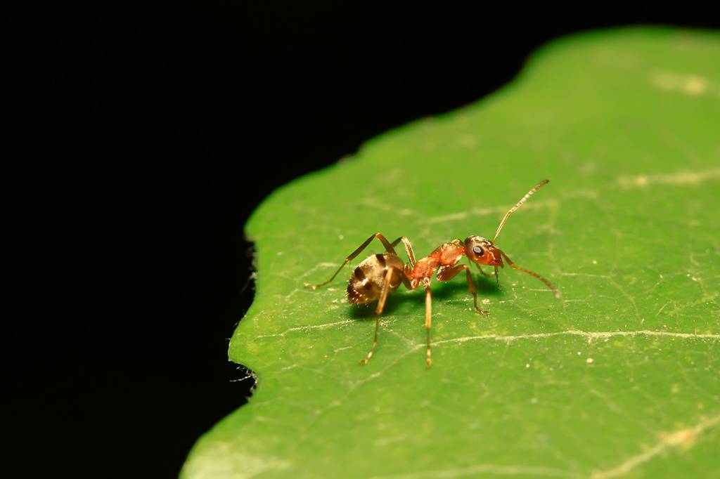 Cientistas treinam formigas para detectar câncer de mama em humanos