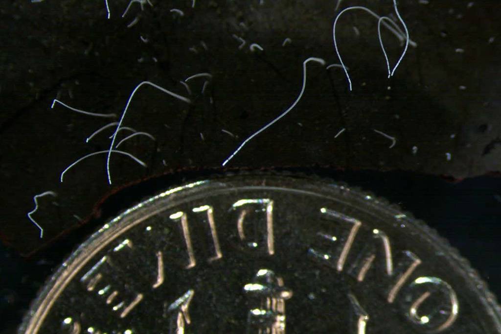 SI_maior-bacteria_site