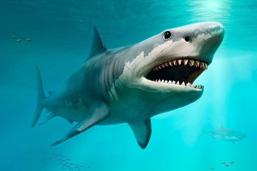 Megalodon: Redescoberta de fóssil revela detalhes sobre o lendário tubarão gigante