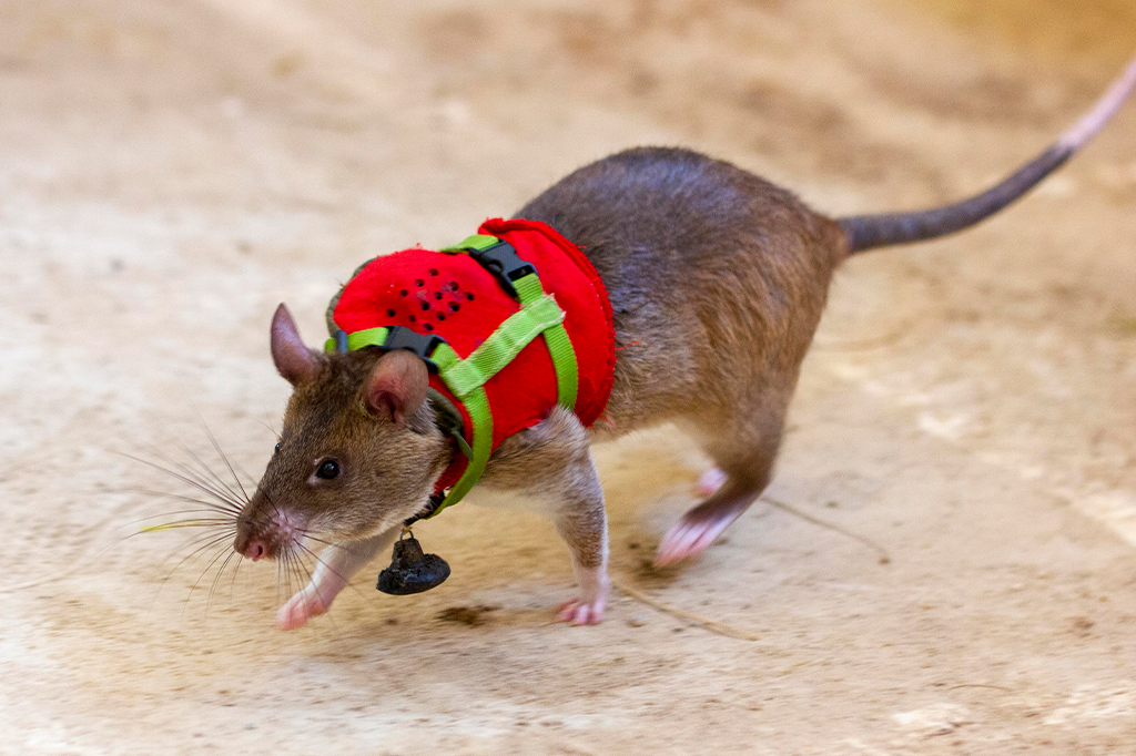 Ratos com mochilas estão em treinamento para fazer missões de busca e resgate