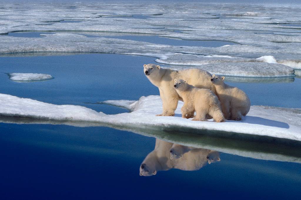 População de ursos polares é encontrada em habitat inusitado