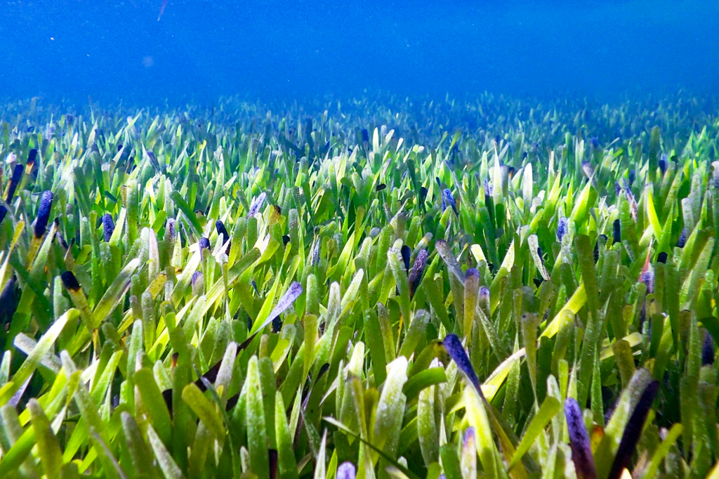 Maior planta do mundo é uma erva marinha do tamanho de 18 campos de futebol