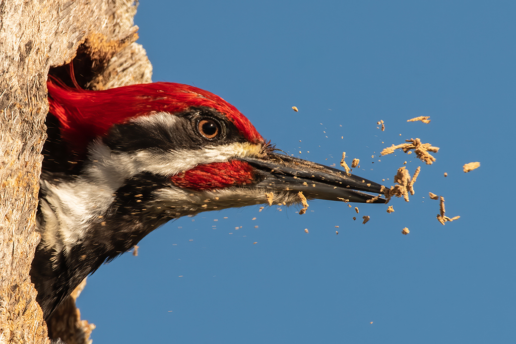 Por que pica-paus não sofrem concussões? Estudo sugere uma hipótese