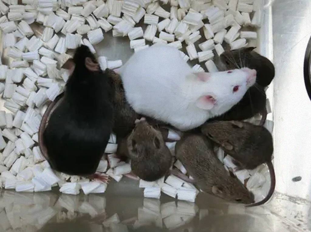 Pela primeira vez, cientistas clonam camundongos a partir de células da pele