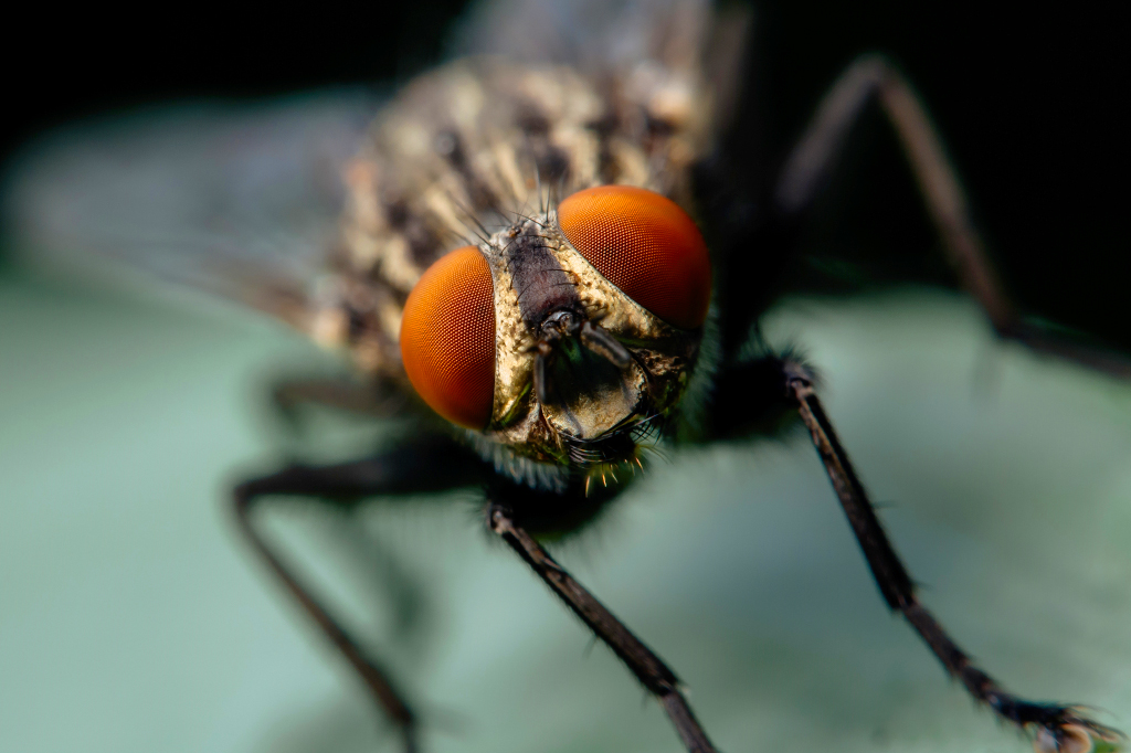 Foto de uma mosca.