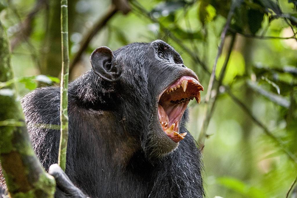 A sua garganta é mais simples do que a de um chimpanzé – e isso é ótimo