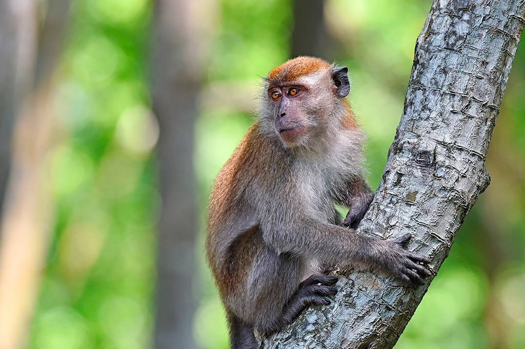 Macacos podem usar pedras para o prazer sexual, sugere estudo