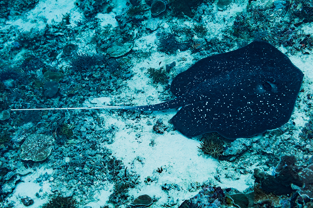 Fotografia da Urogymnus granulatus.