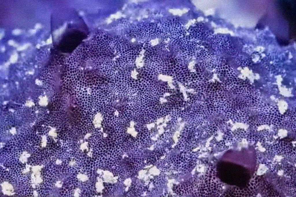 Esponjas do mar podem espirrar como forma de autolimpeza