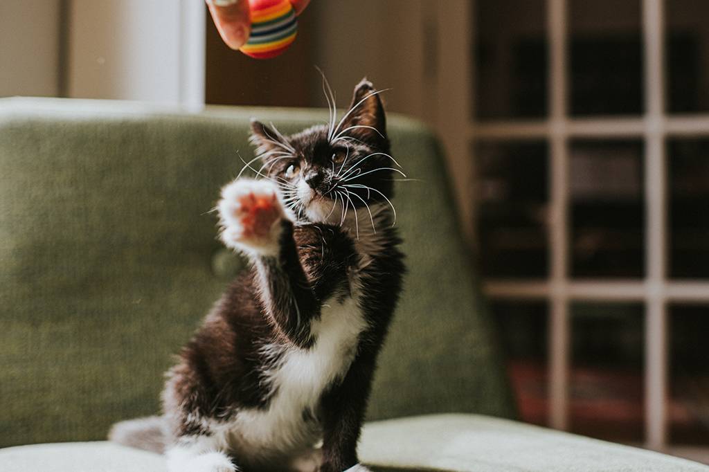 Sociabilidade dos gatos depende de aspectos biológicos, revela estudo