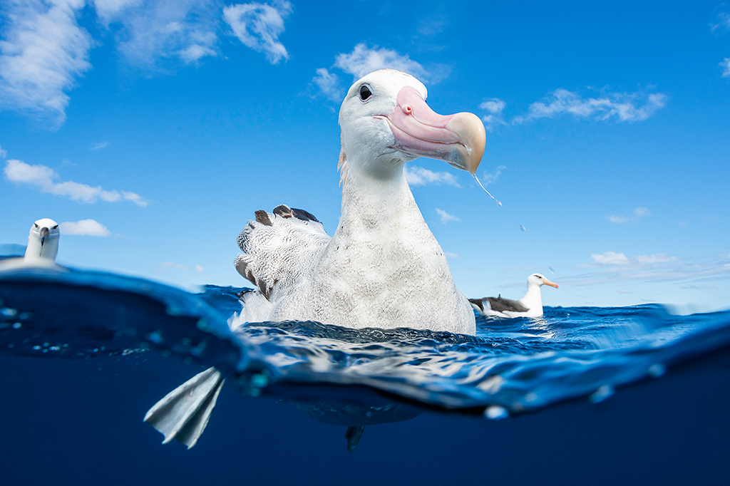 Albatrozes tímidos são mais propensos ao “divórcio”