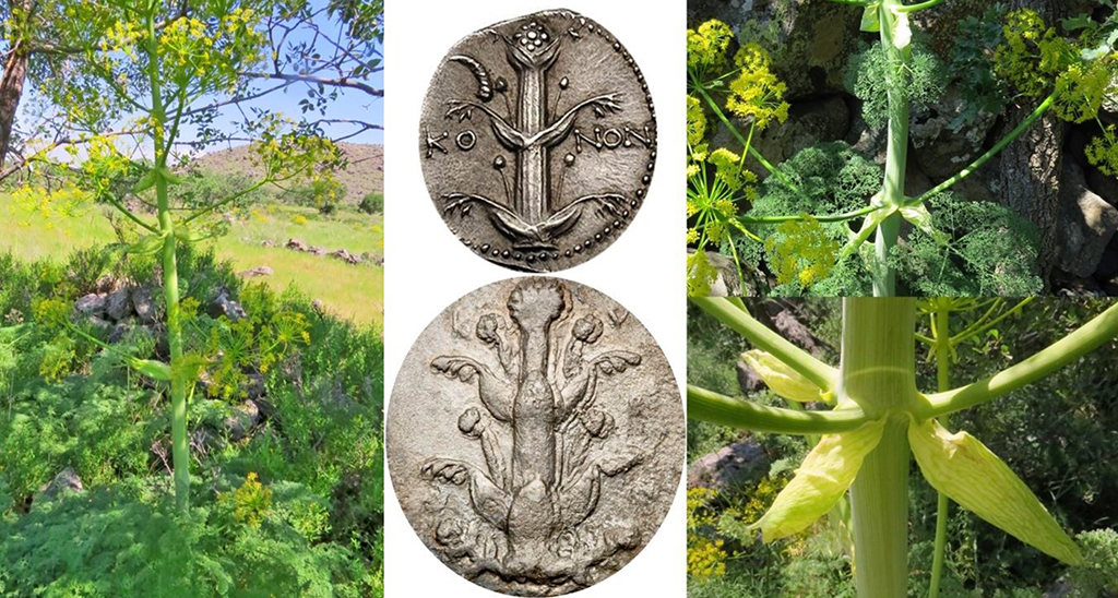 Espécie descoberta recentemente pode ser antiga planta milagrosa dos gregos 3 Planta comparada com imagens em moedas gregas.