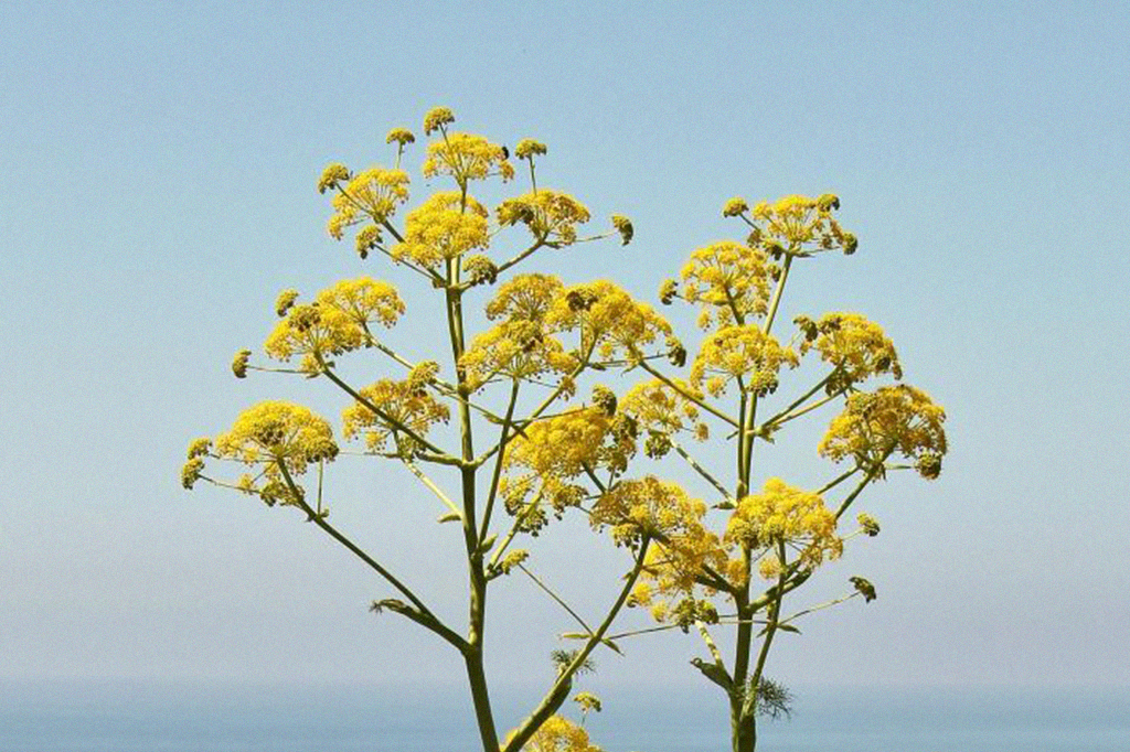Ferula.