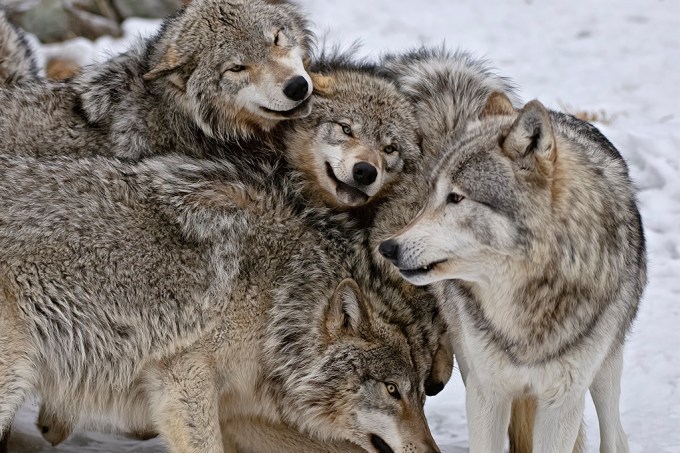 Lobos também podem se apegar a humanos, diz estudo