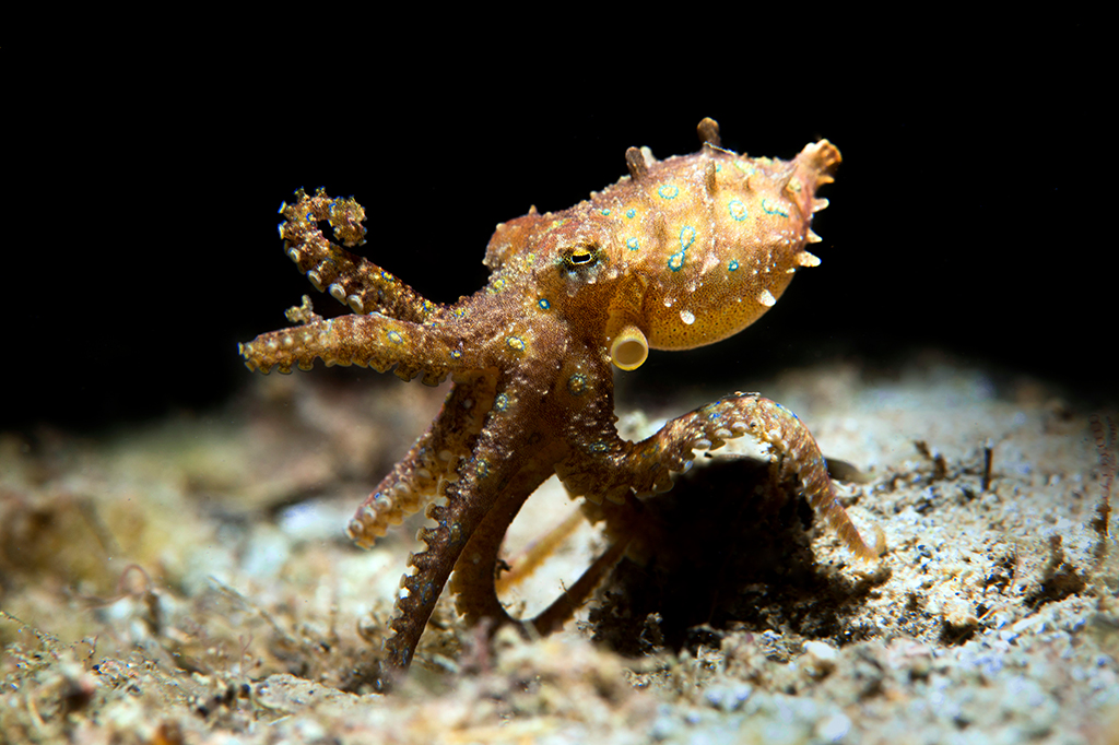 Polvos têm “braços dominantes” para caçar presas