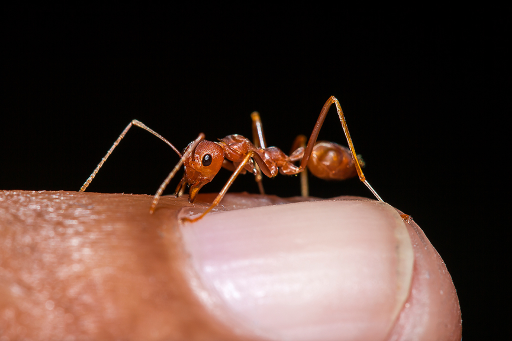 Quantas formigas existem no mundo? Novo estudo traz uma estimativa