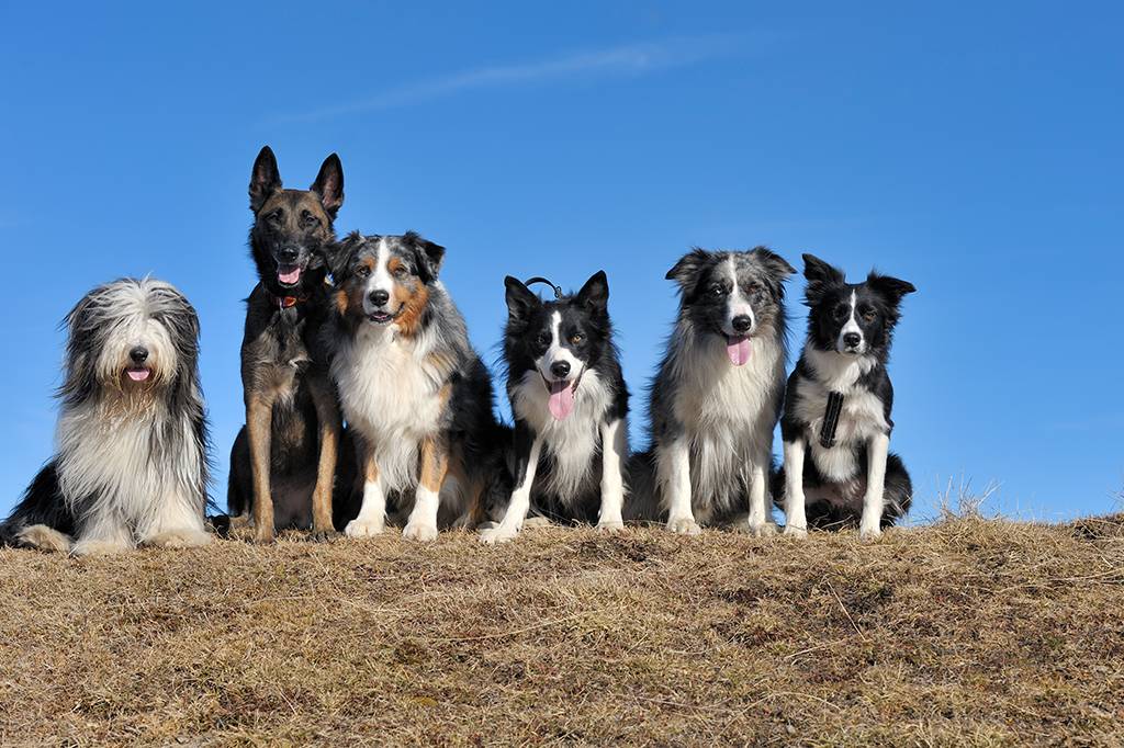Qual foi o primeiro animal domesticado?