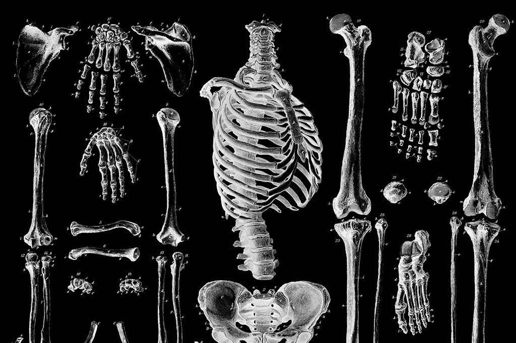 De onde vem a expressão “ossos do ofício”?