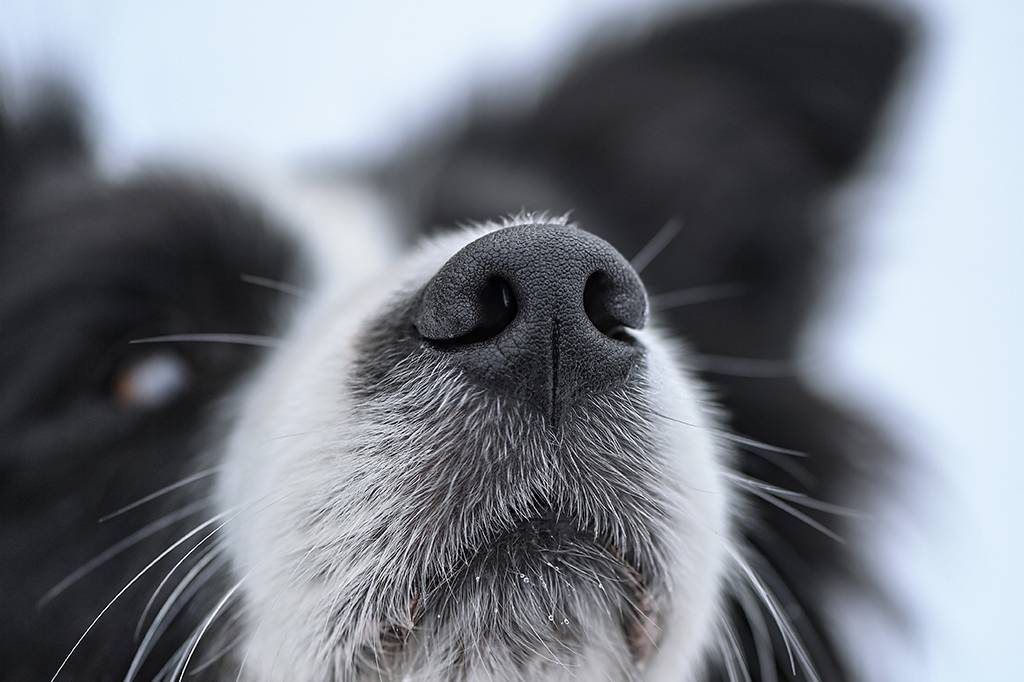 Cães sabem se uma pessoa está estressada pelo cheiro