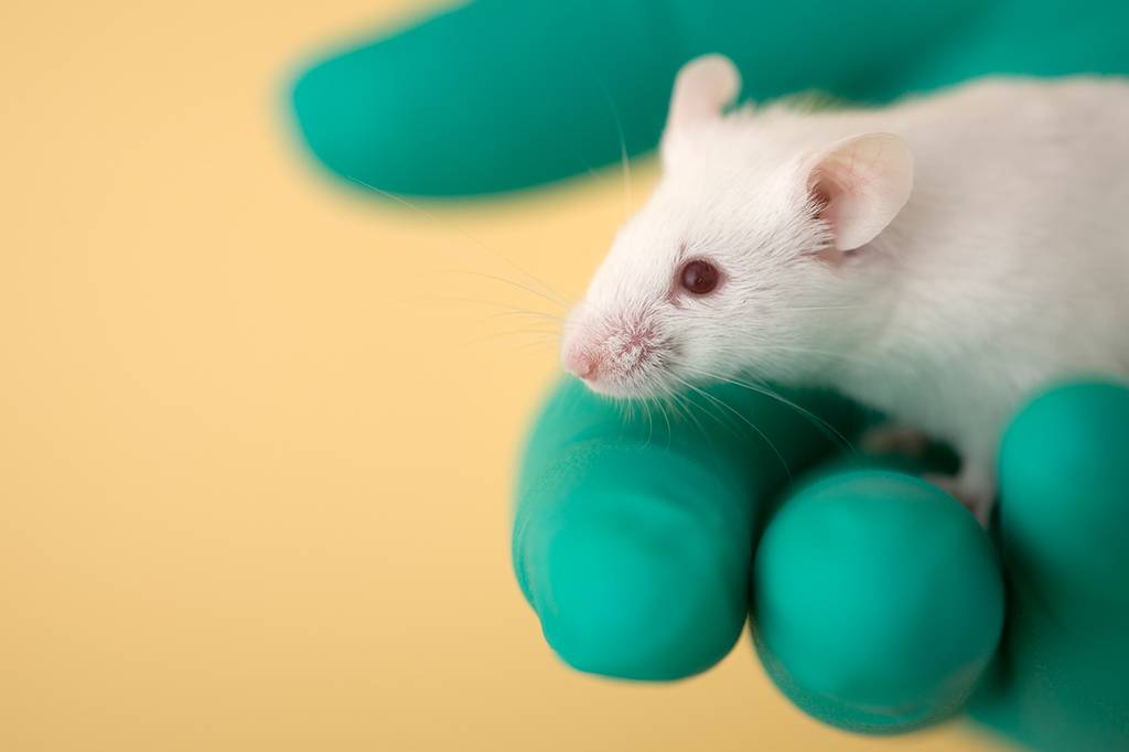 Microrrobôs varrem pneumonia do pulmão de ratos
