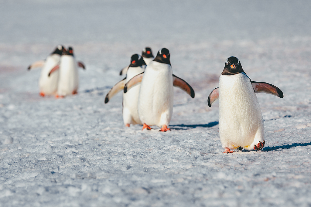 Na agência de correios mais remota do mundo, um dos trabalhos é observar pinguins 2 Pinguins Gentoo.