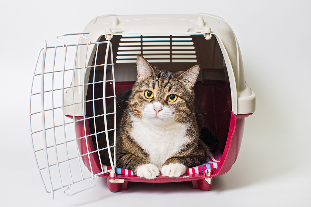 Veja como – e por que – você deveria adestrar seu gato