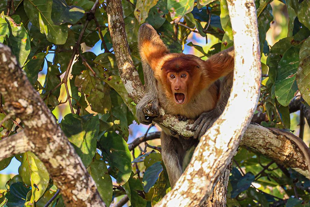 Concurso anuncia as fotos de animais mais divertidas de 2022