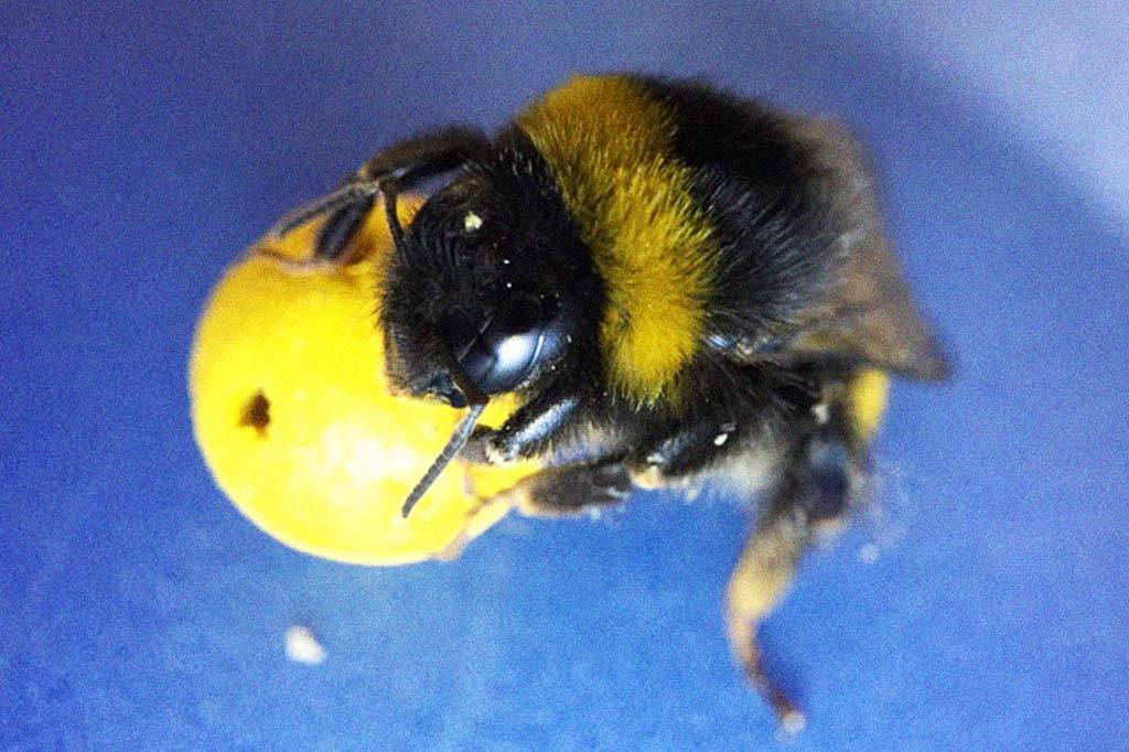 Abelhas brincam com bolas de madeira em experimento