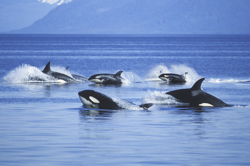 Orcas são flagradas caçando tubarões brancos; assista ao vídeo
