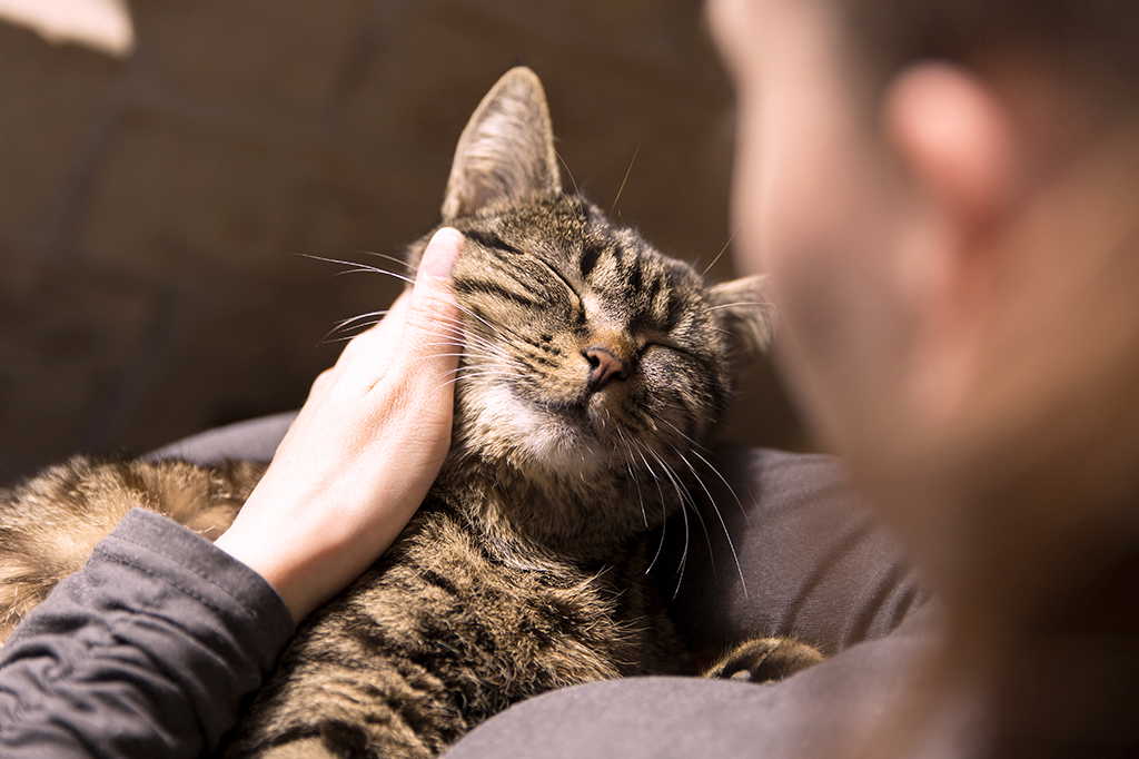 O seu gato gosta de você? Veja quatro formas de descobrir