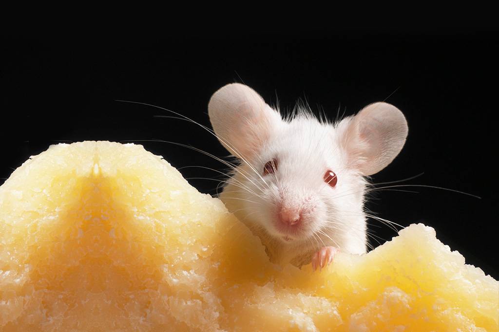 Estudo revela influência da alimentação na recuperação de uma gripe