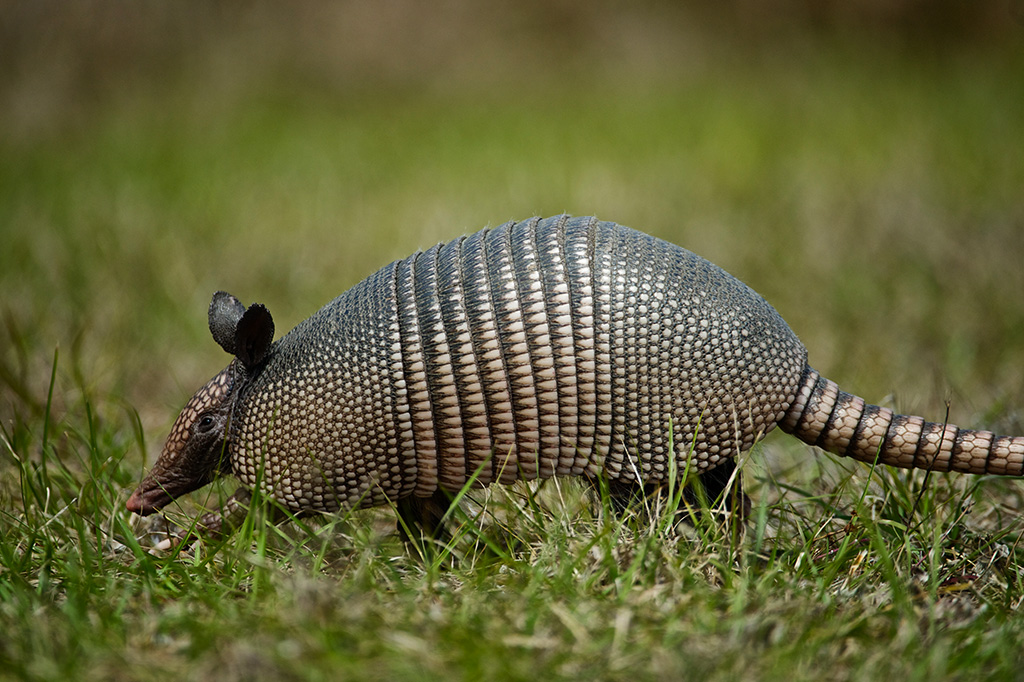 Conheça a Bacia de Itaboraí, o berço dos mamíferos brasileiros