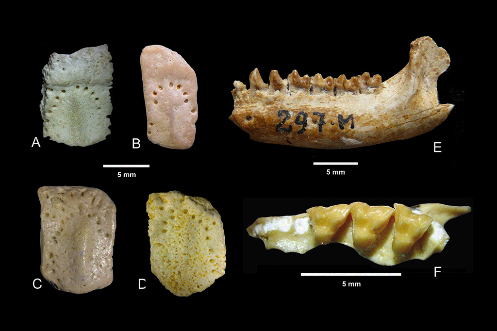 Cingulados (A-D) e metatérios (E-F) da Bacia de Itaboraí. A e B placas da região móvel, C e D placas da região fixa do mais antigo tatu conhecido, Riostegotherium. E, mandíbula incompleta com dentes pré-molares e molares de Guggenrheimia; F, fragmento de maxila com dentes molares de Mirandatherium.