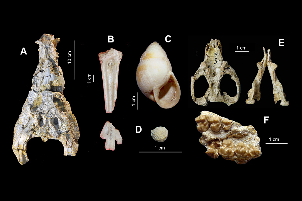 deriva-continental_site8