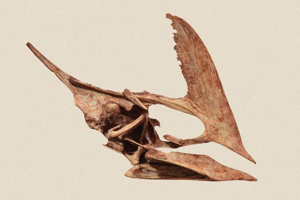 Crânio de pterossauro encontrado no Paraná é o mais completo da espécie já descoberto