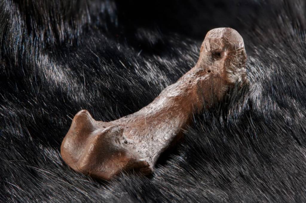 Marcas em ossos revelam uso de pele de urso como vestimenta primitiva
