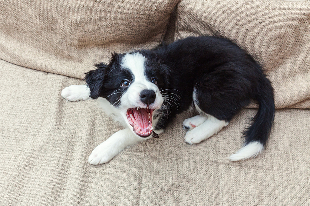 Estudo brasileiro mostra características que podem deixar seu cachorro mais agressivo