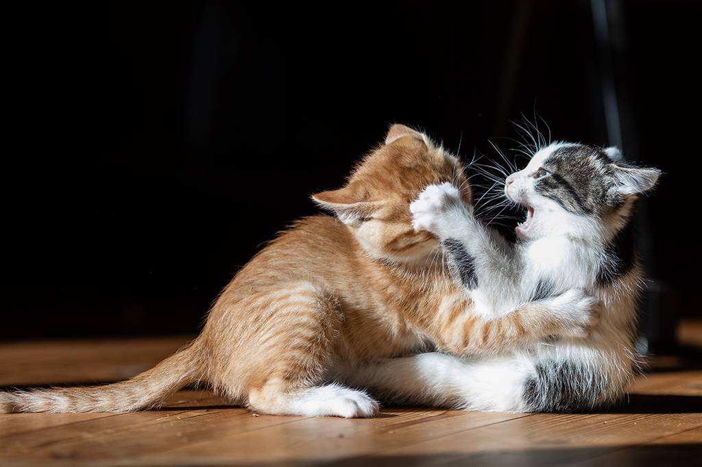 Estudo revela se gatos estão brigando ou só brincando