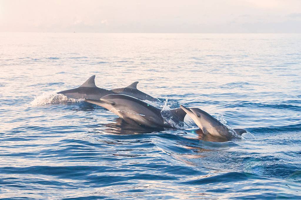 Golfinhos assobiam cada vez mais alto para se sobrepôr ao barulho humano