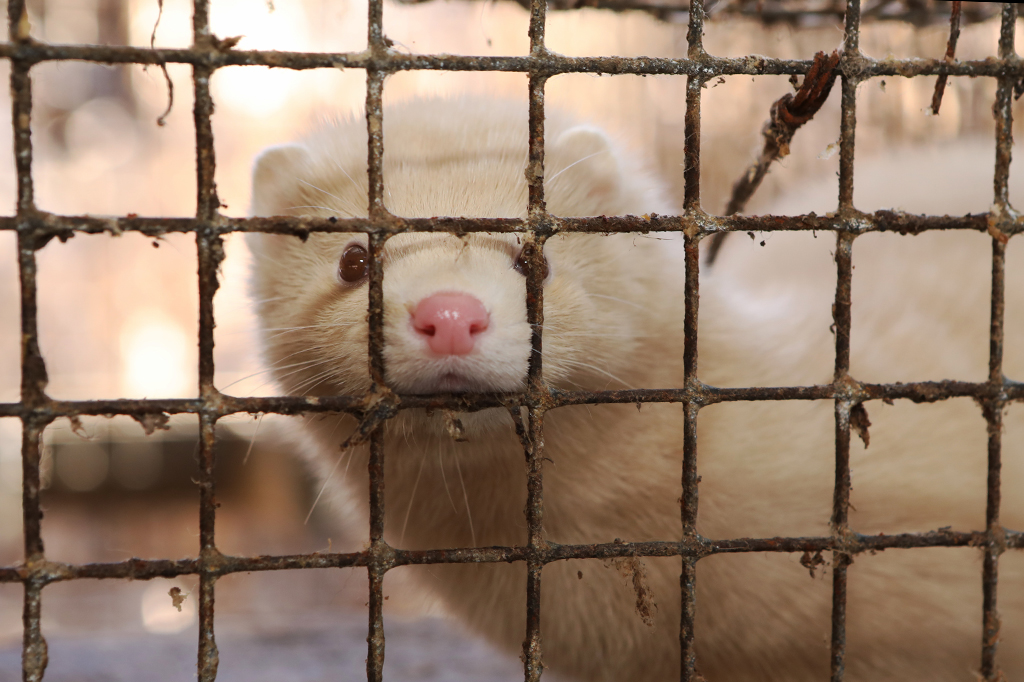 Surto de H5N1 em mamíferos desperta receio de nova pandemia